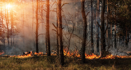 How to Help Prevent and Handle Wildfires