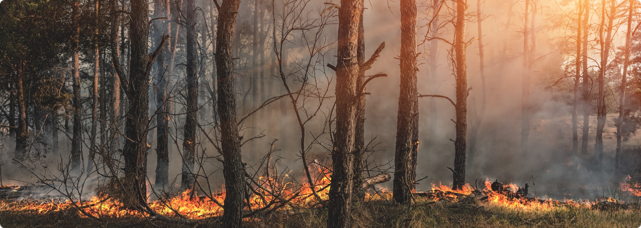 How to Help Prevent and Handle Wildfires